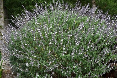 SAGE MEXICAN BUSH PHYLLIS' FANCY - Click Image to Close